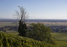 Vignoble Bergholtz