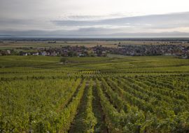 Vignoble Bergholtz