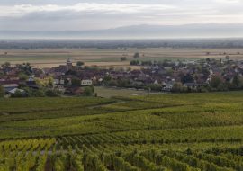 Vignoble Bergholtz