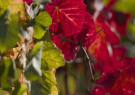 vignoble Florival