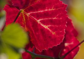 vignoble Florival
